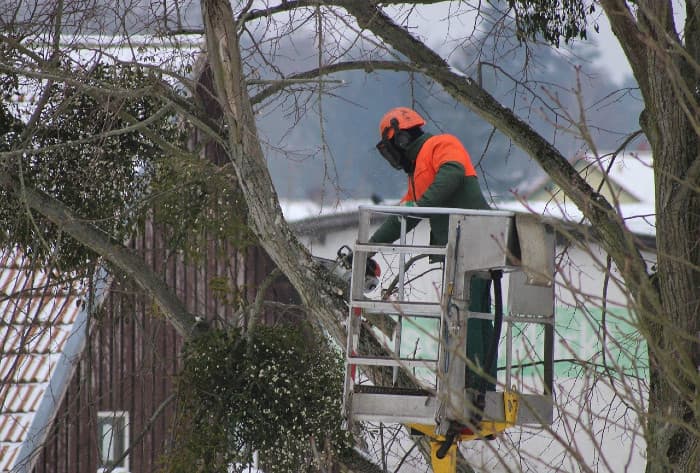 L'abattage d'arbre : quelle prévention pour quels risques ?